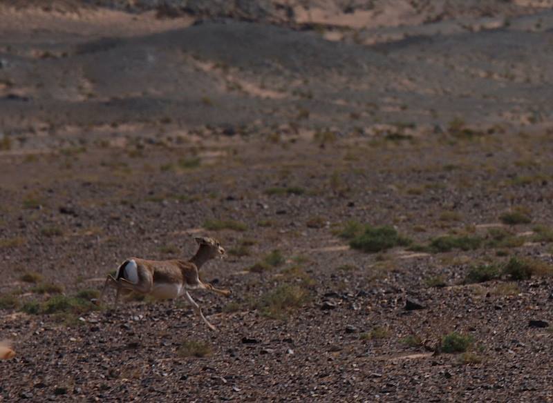 Gazelle auf der Flucht ein berühmtes mongolisches Tier
