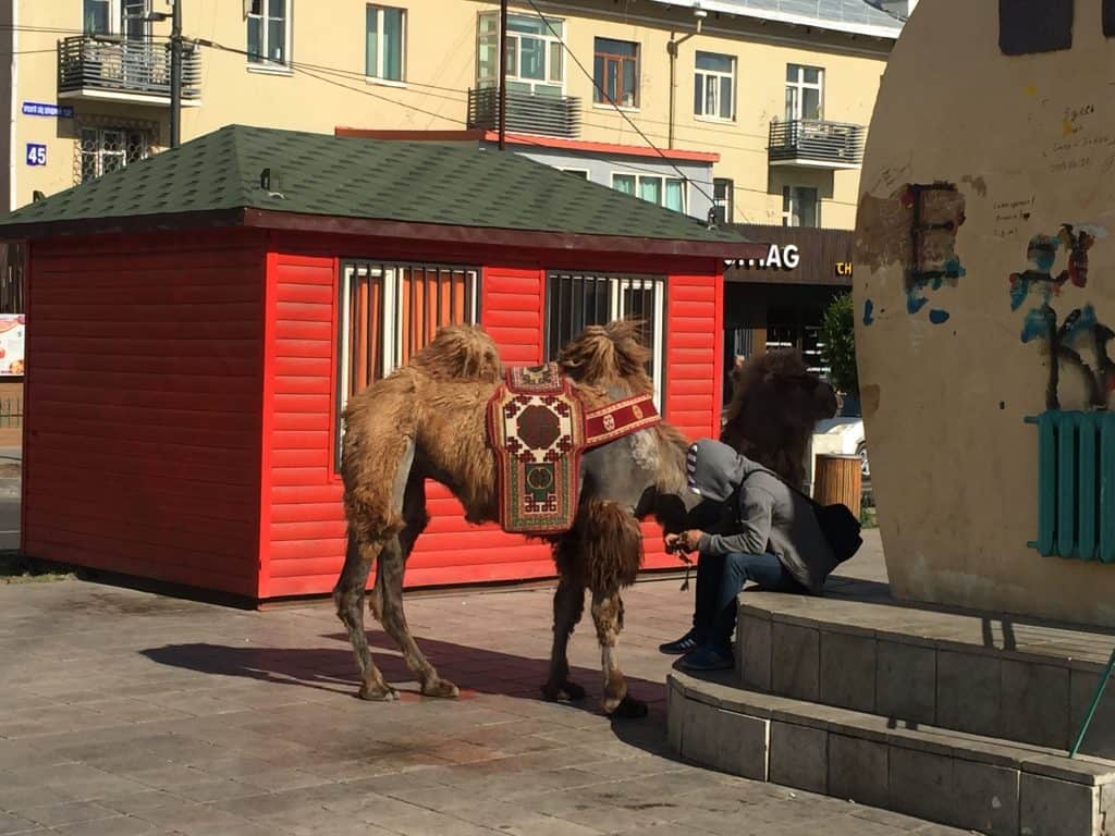 Kamel auf der Beatle Straße neben dem Monument