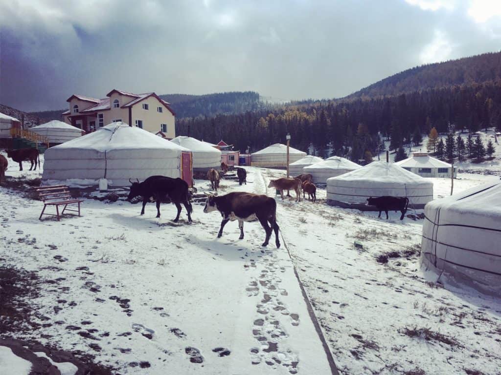 Gercamps im Winter mit Kühen