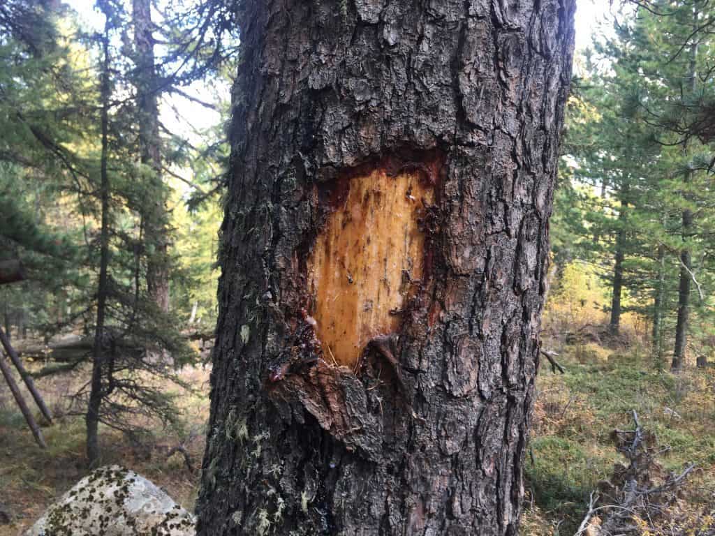 Schäden an einer mongolischen Pinienkiefer - tausende Bäume haben diese Wunden
