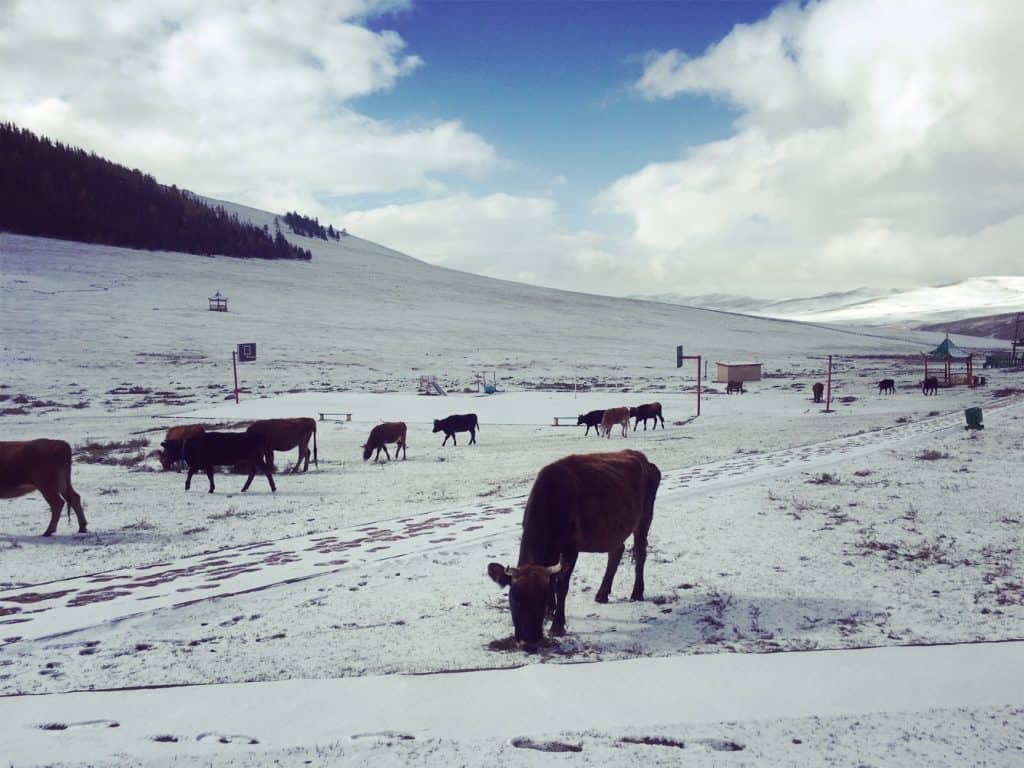 Schnee und Kühe in der Zentralmongolei