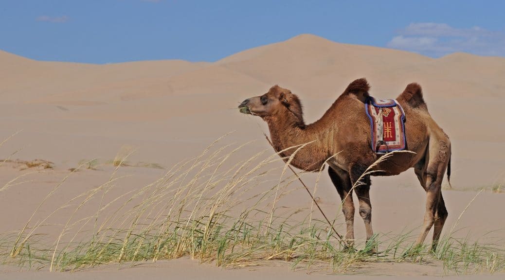 Reiten auf einem Kamel in der Mongolei